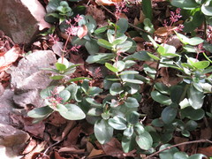 Crassula multicava multicava