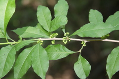 Sideroxylon thornei