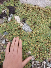 Potentilla tetrandra