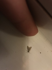 Acentria ephemerella