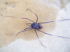 Zachaeus