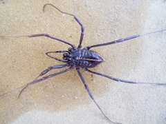 Zachaeus