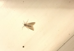 Acentria ephemerella