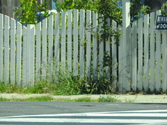 Phalaris canariensis