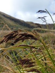 Carex lemanniana