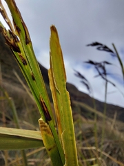 Carex lemanniana