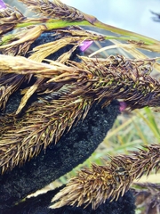 Carex lemanniana