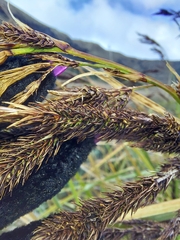 Carex lemanniana