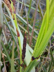 Carex lemanniana
