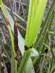 Carex lemanniana