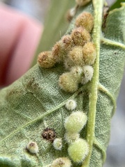 Caryomyia hirtiglobus