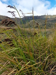 Carex lemanniana