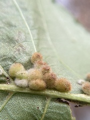 Caryomyia hirtiglobus
