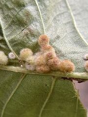 Caryomyia hirtiglobus