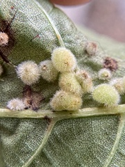 Caryomyia hirtiglobus