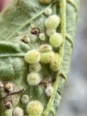 Caryomyia hirtiglobus