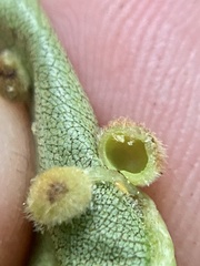 Caryomyia hirtiglobus