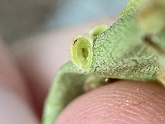 Caryomyia hirtiglobus