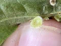 Caryomyia hirtiglobus