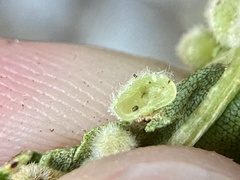 Caryomyia hirtiglobus