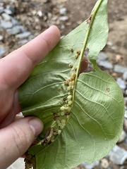 Caryomyia hirtiglobus