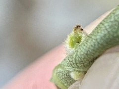 Caryomyia holotricha