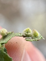 Caryomyia holotricha