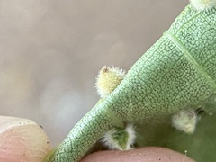 Caryomyia holotricha