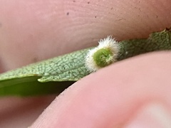 Caryomyia holotricha