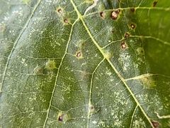 Caryomyia holotricha