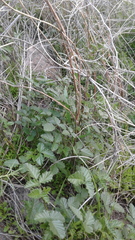 Cullen australasicum