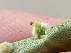 Caryomyia holotricha