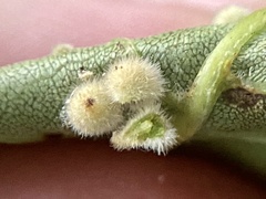 Caryomyia holotricha