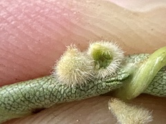 Caryomyia holotricha