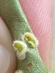 Caryomyia holotricha