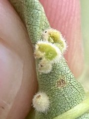 Caryomyia holotricha