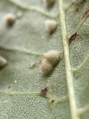 Caryomyia holotricha