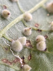 Caryomyia holotricha