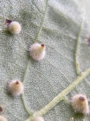 Caryomyia holotricha