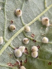 Caryomyia holotricha