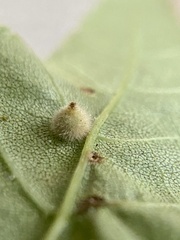 Caryomyia holotricha