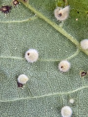 Caryomyia holotricha