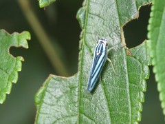 Poecilocarda cosmopolita
