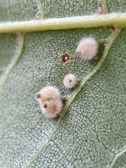 Caryomyia holotricha