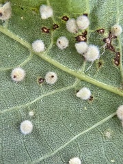 Caryomyia holotricha