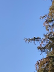 Aves