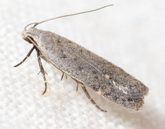Anacampsis comparanda