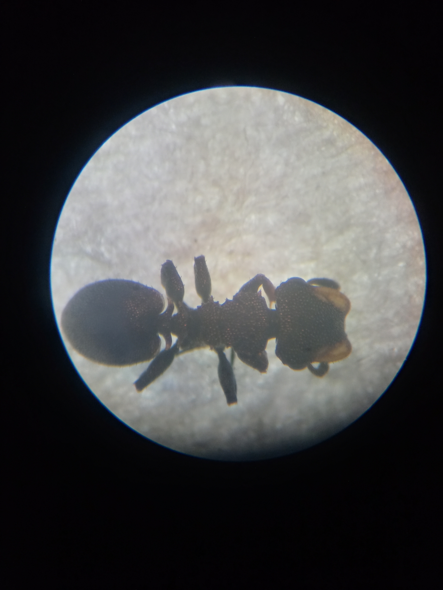 Cephalotes curvistriatus