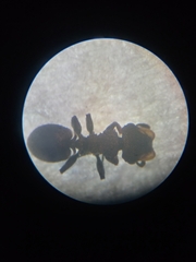 Cephalotes multispinosus