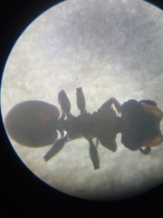 Cephalotes multispinosus